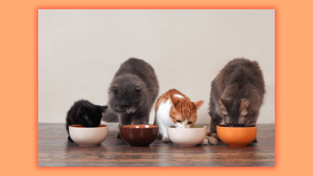 an image showing different cats eating their food in different bowls.